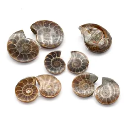 5Pairs Original Natural Ammonite Snail Shell Healing Stone Beads Pendant For DIY Earring Making Findings