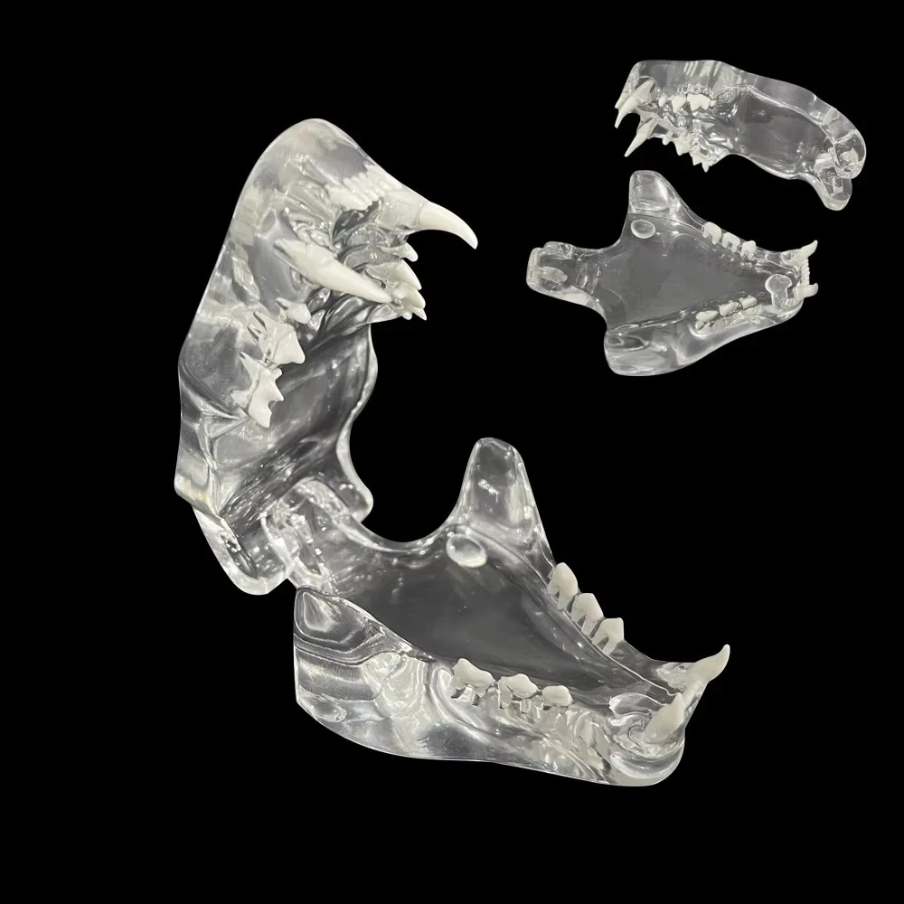 Dental Cat Teeth Model Transparent Dentistry Resin Animal Pet Cat Tooth Model For Teaching Education Demo Veterinary Studying
