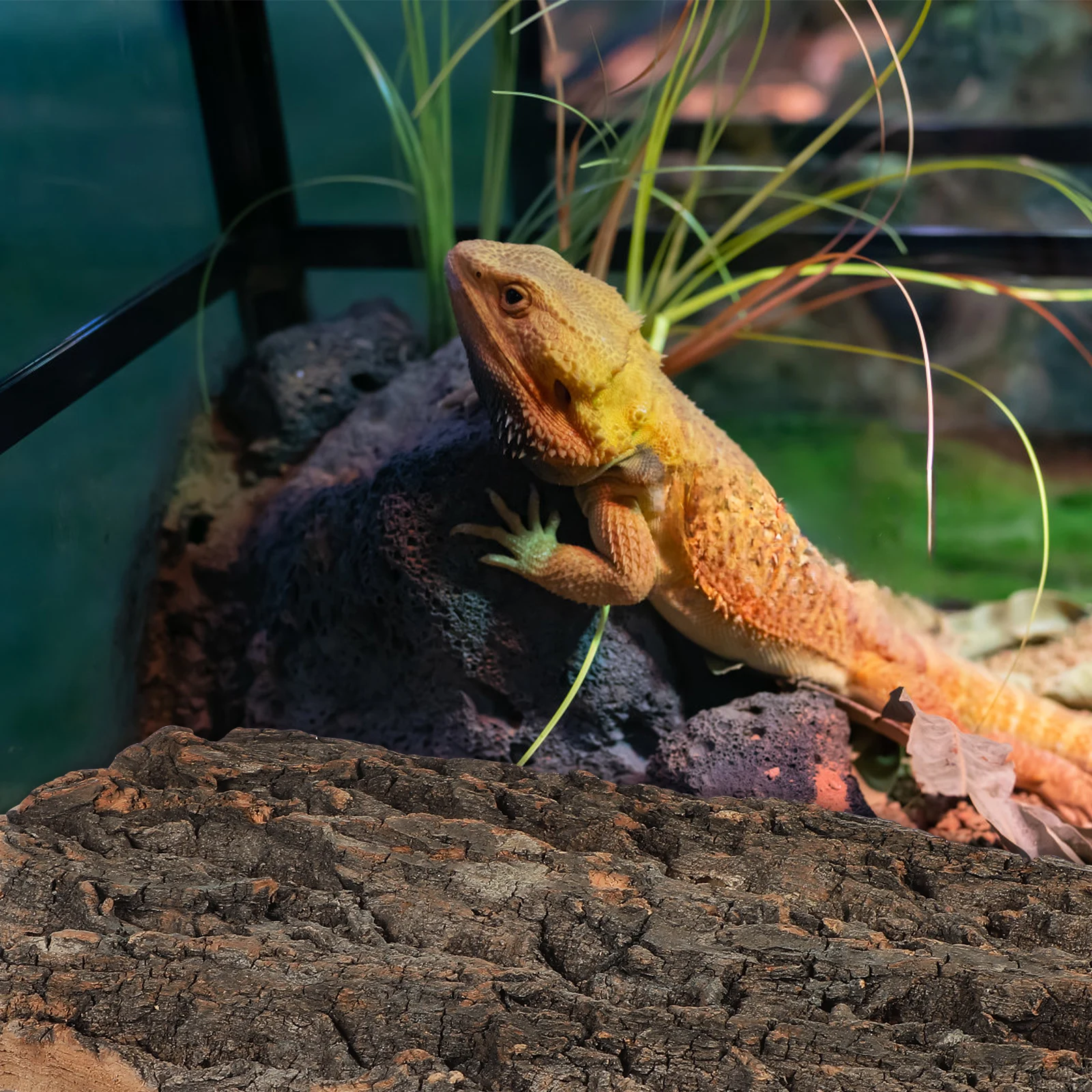 

2 pcs Fish Tank Decoration Cork Bark for Terrarium Aquarium Artificial Tree Trunk Gecko Lizard Safe Sturdy Background Decor Fish