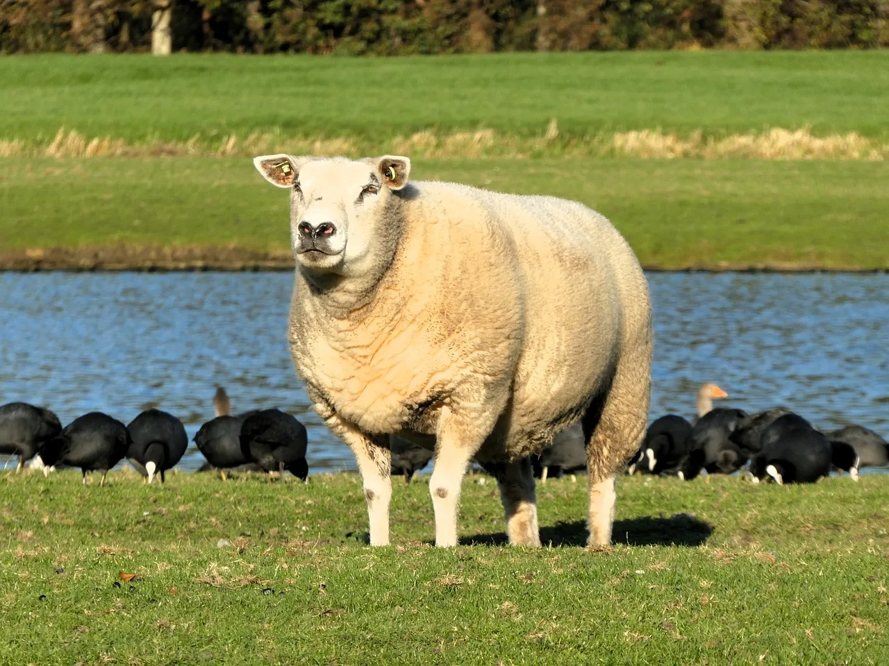 

1set 17mm Adjustment Ruler For trxs 1/8 Rally Short Truck 1/7 Electric Off-road Car