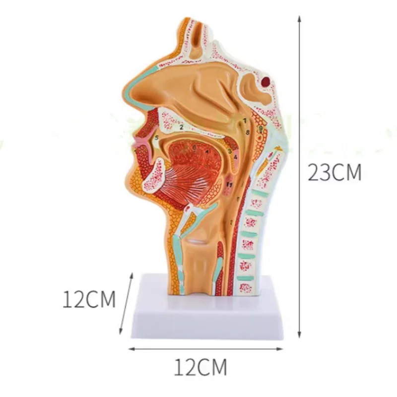 Nasal Cavity, Oral Cavity, Larynx, Pharynx Model, Nasal Cavity Longitudinal Section Model, Human Nasal Cavity Orthodontic Anatom
