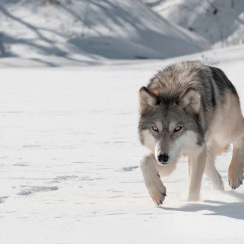 

Front Rear Carbon Fiber Suspension Brackets for 1/8 6S Kraton Outsast Metal Upgrade Parts Rc Model Crawler Car Truck Buggy