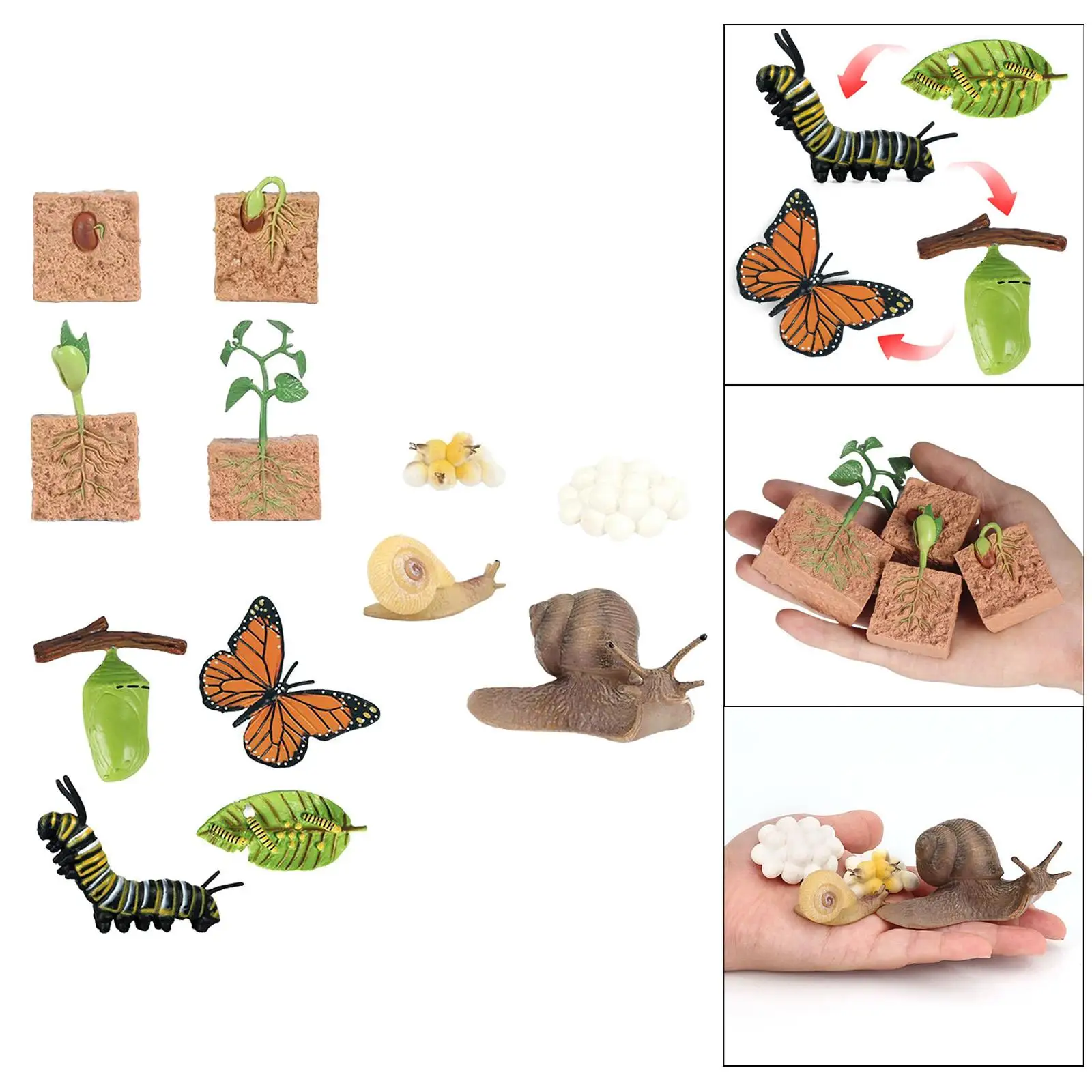 

3x Nature Butterfly Growth Child Education Learning Teaching Toys