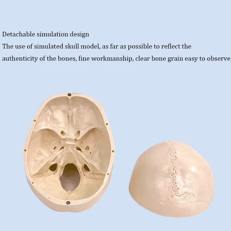 Medical Anatomical Neurological Model With Brain Model Skull Model 1:1 Craniocerebral Model