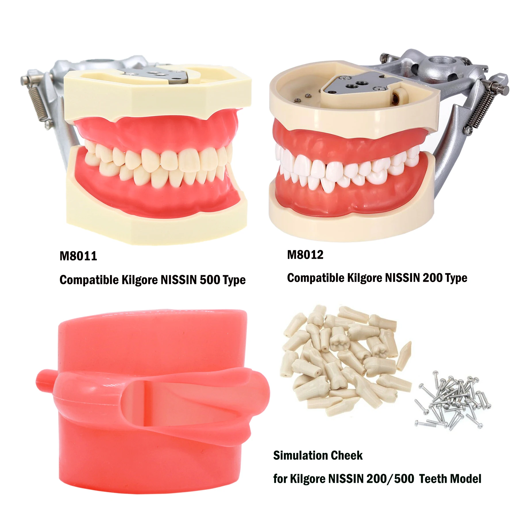 Dental Teaching Model Training Typodont Tooth Model Removable Resin Teeth fit Kilgore NISSIN 200/500 Type Simulation Cheek Demo