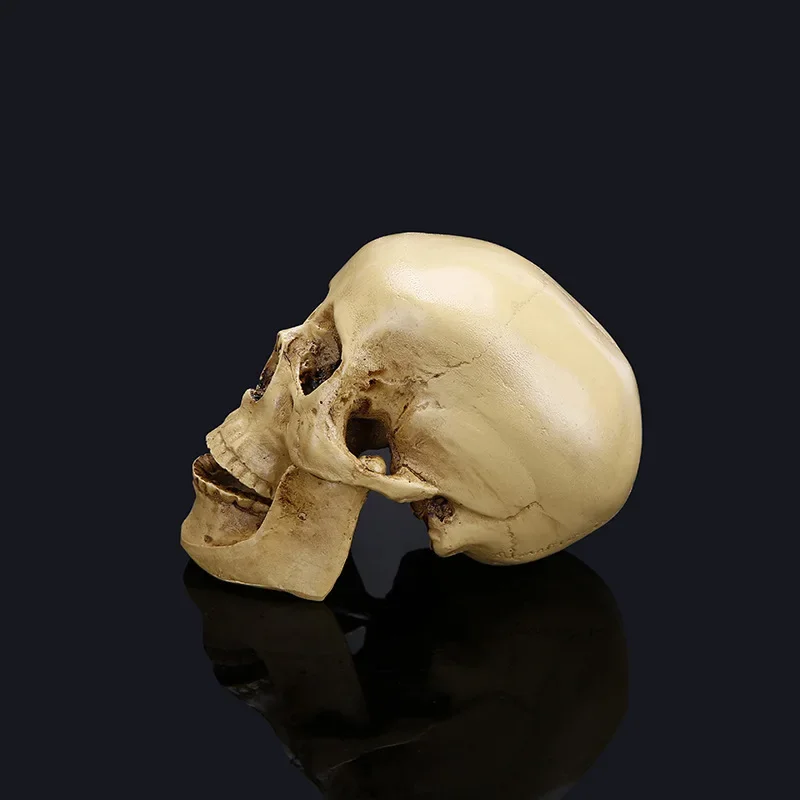 Skull Model of Human Head Anatomical Model Medicine Skull Human Anatomy Anatomical Head 11x8.5x6.5cm