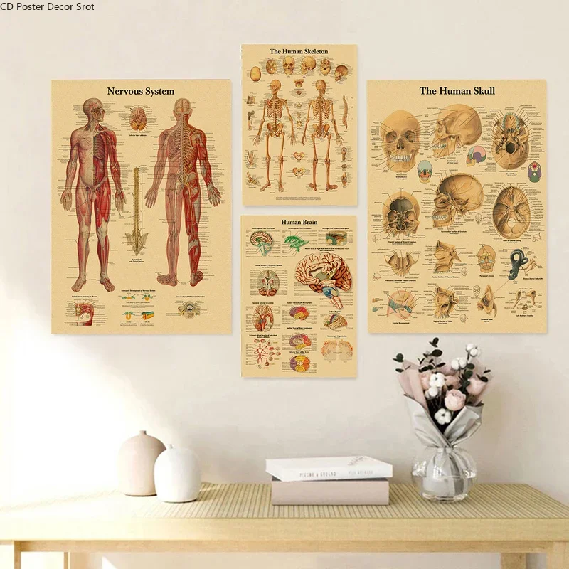 هيكل الجسم ريترو المشارك التشريح وعلم وظائف الأعضاء كرافت ورقة الهيكل العظمي الملصقات المنزل غرفة طبية فن الديكور طلاء جدران #3