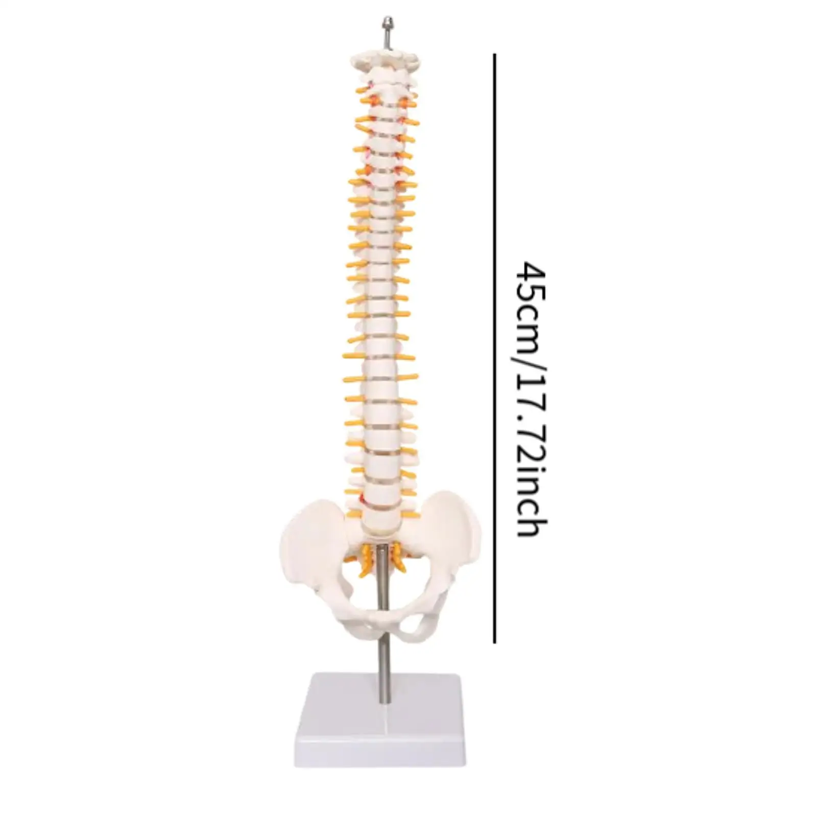 نموذج العمود الفقري نموذج العمود الفقري 45 سنتيمتر سطح المكتب الديكور التدريس العمود الفقري عرض موقف نموذج الحبل العمود الفقري لأداة التعليم #6