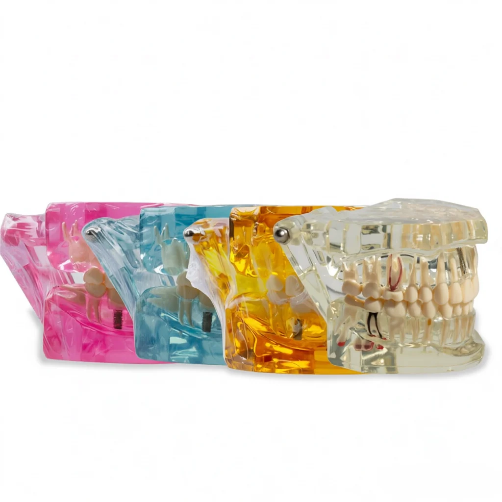 

Разборная модель для обучения восстановлению зубных имплантатов: симулятор для общения врача с пациентом, медицинский обучающий инструмент