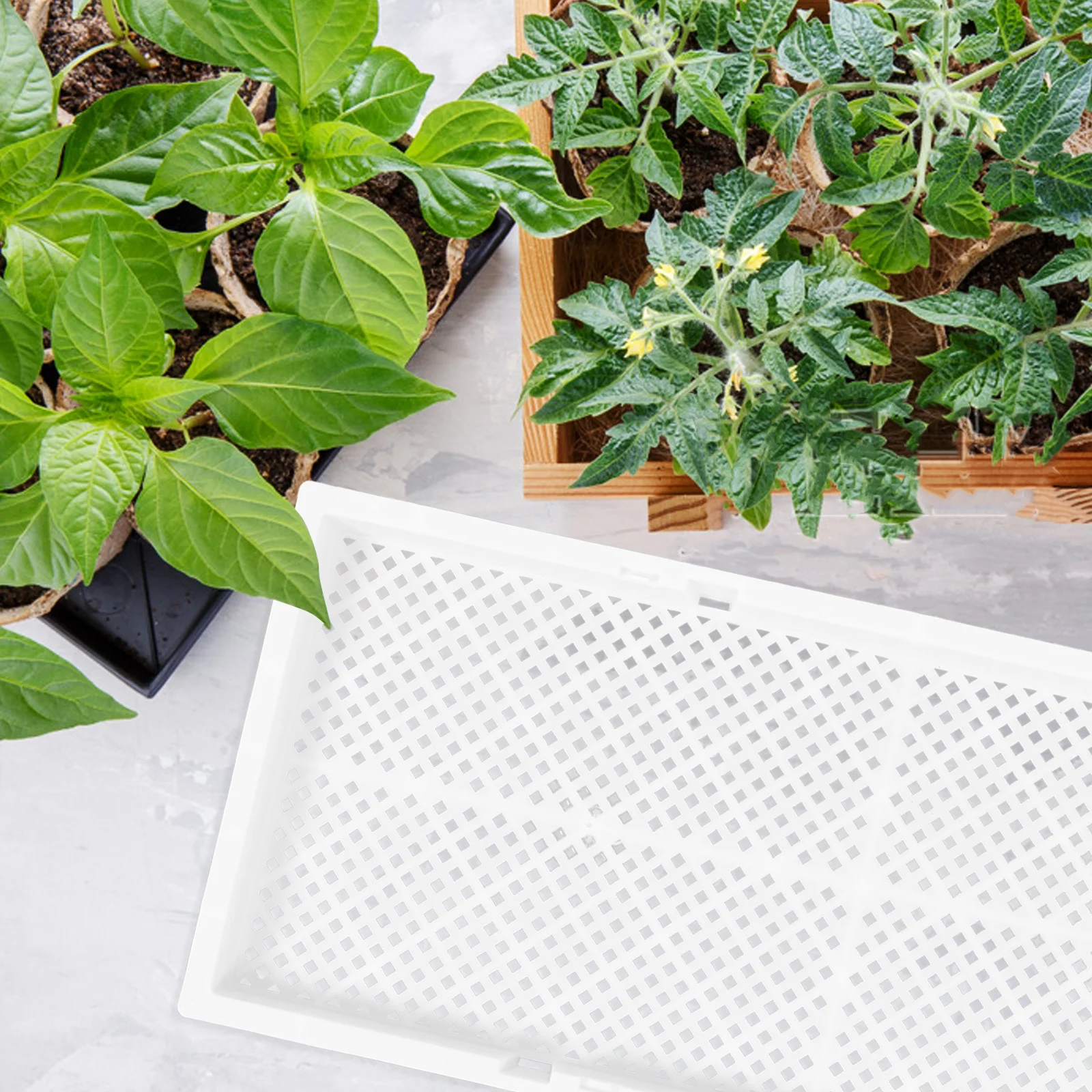 

2pcs Sprouting Tray Multi-Hole Seedling Plate For Vegetable Flower Germination Starter Garden Growing Tool Planting Supply