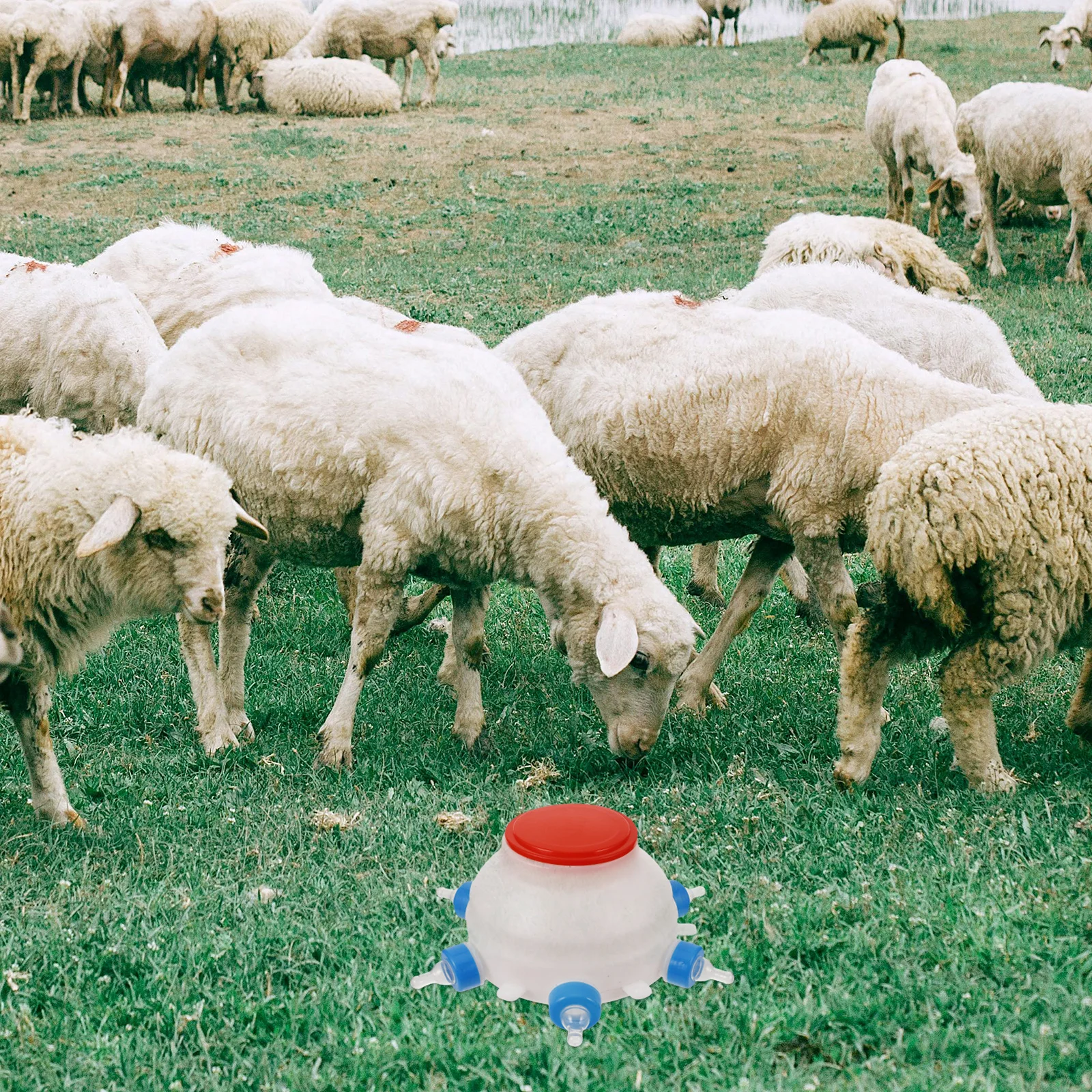 

Calf Feeding Bottle Livestock Nursing Bottle Plastic Milk Feeder for Lambs Goats Calves Easy Drinking Horizontal