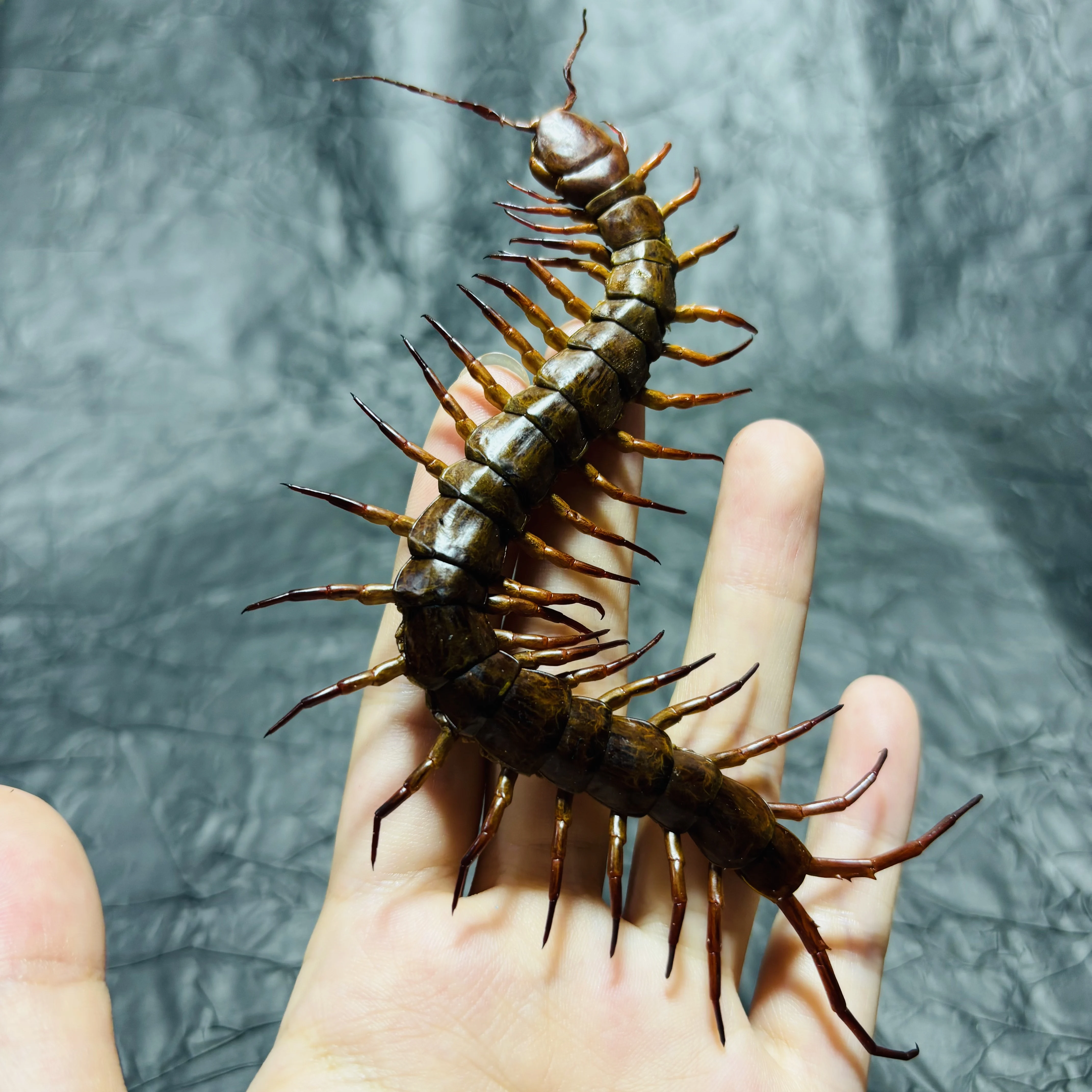 2109 Wholesale Centipede Craft Model Collection Realistic Creature Themed Desktop Ornament Handmade Dark Style Decor for Gift