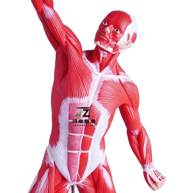 High Quality Human Shallow Anatomical Muscle Human 5CM Trunk Medical Teaching Model
