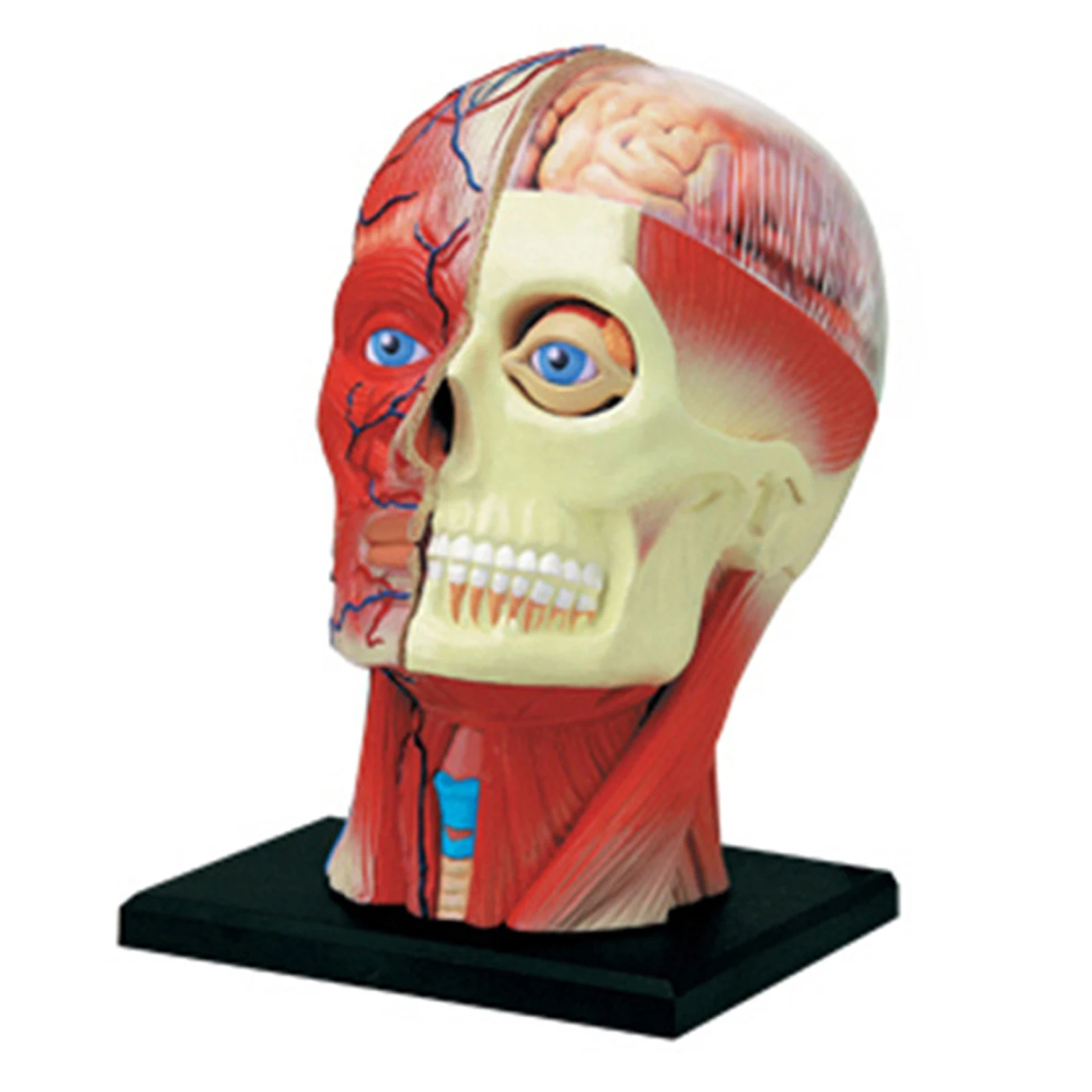 4D Assembled Humans Skeleton Anatomical Model Teaching Supplies Education Toy Sciences Anatomia Skeleton Head Anatomical Model