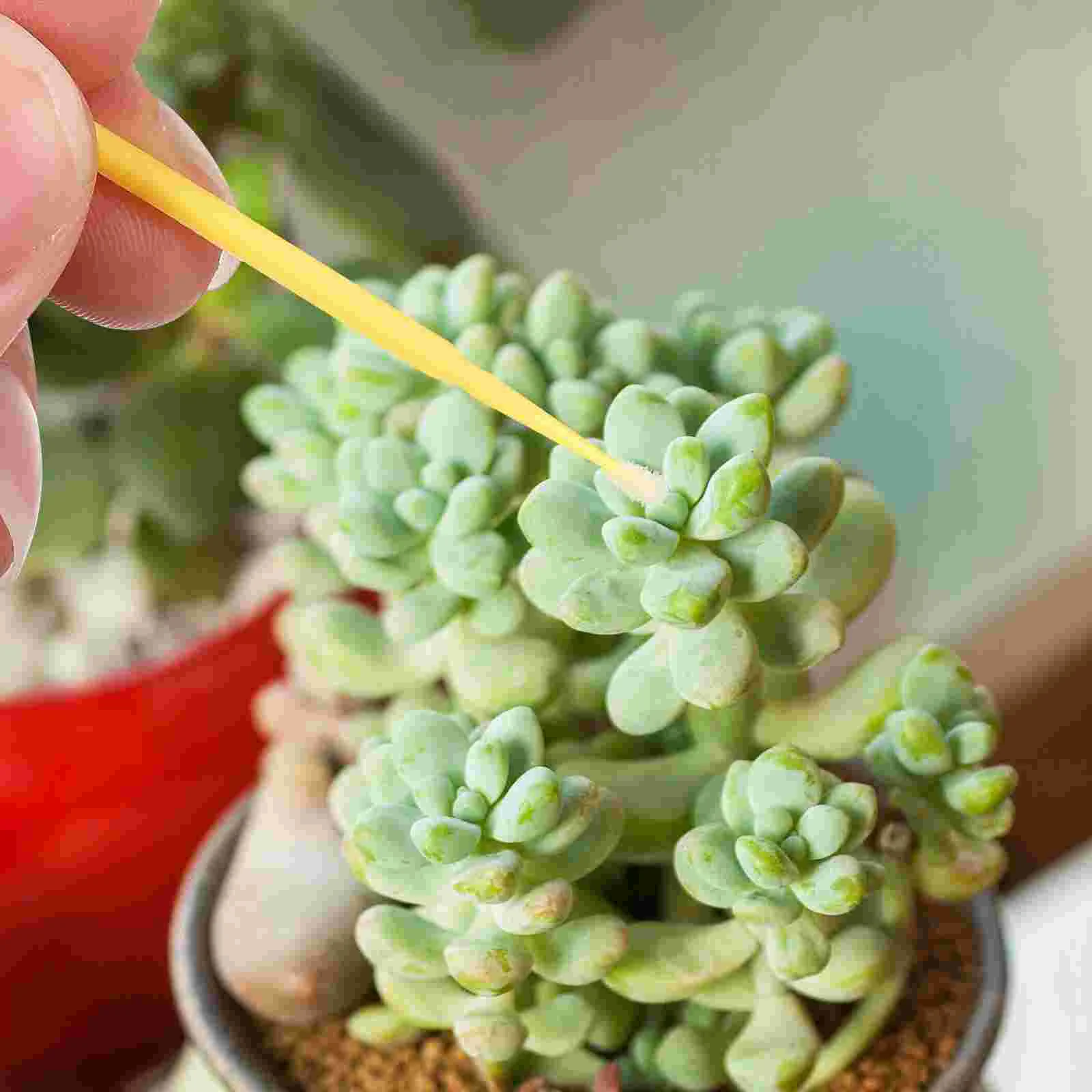 100 Uds. Pluma polinadora de suculentas en maceta, cepillo Manual para plantas de jardín, herramientas de polinación Manual, accesorios para exteriores