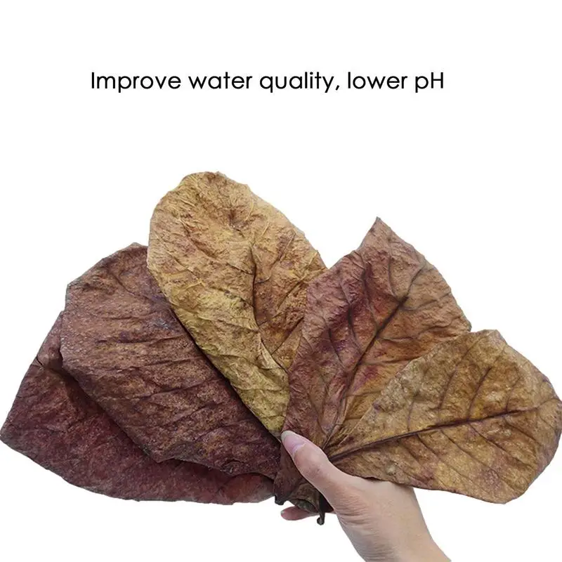 Aquarium Almond Leaves Fish Cleaning Treatments Natural Shrimp Tank Natural Catappa Aquarium Water Tanks For Reducing The PH