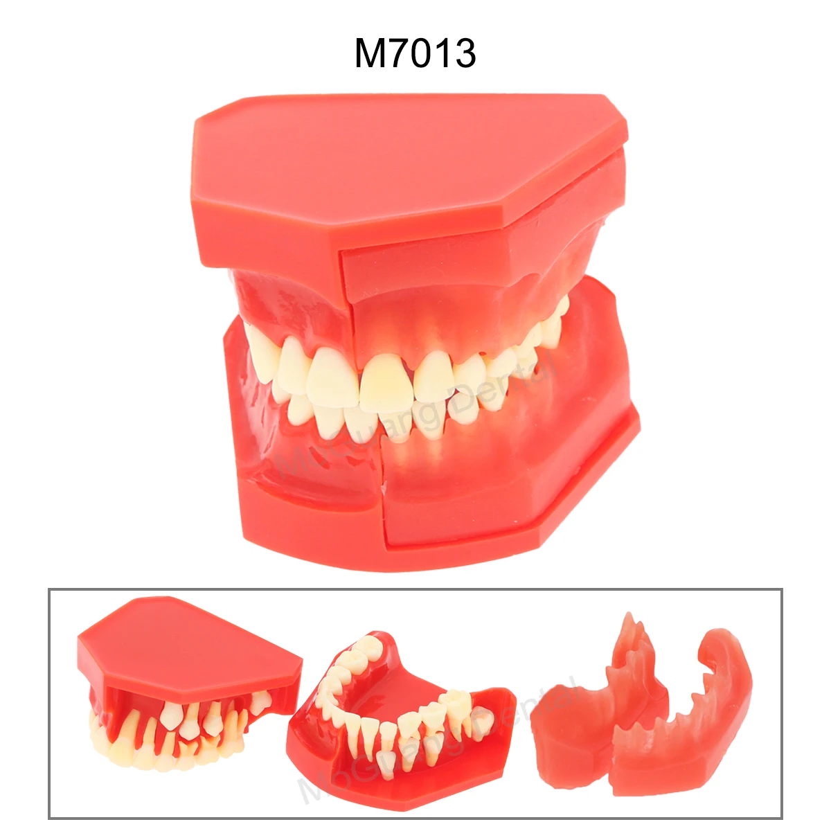 Model dentystyczny do szkolenia stomatologii praktykuje badanie typodontów Model zębów Standard dentystyczny z dentystą z usuwalnym Model zębów