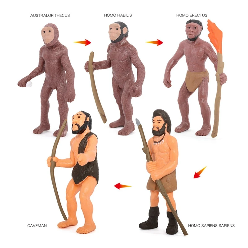 Modelos de evolución humana de simulación, figurita primitiva, ciclo de crecimiento, figuras de acción humanas, juguetes educativos para niños