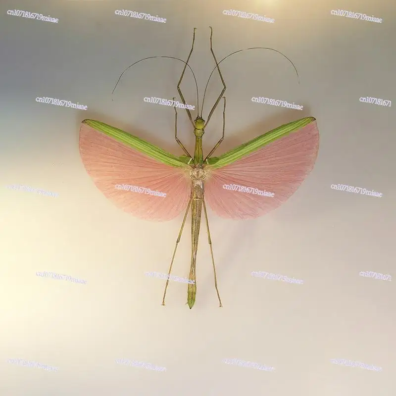 

A1/A- Stick Insect Marmessoidea rosea