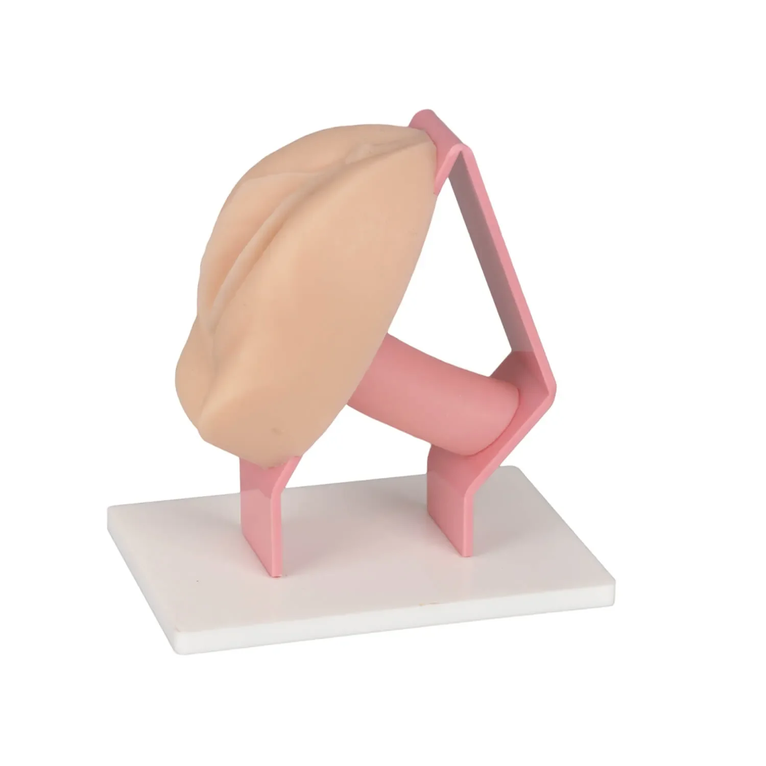 Advanced Vaginal & Cervical Examination Model for Pelvic Health Training