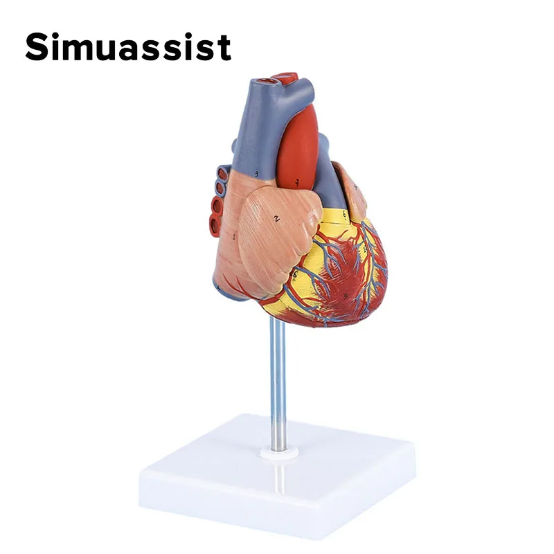 1:1 Life size Human Heart Anatomy Model Medical Science Teaching Resources