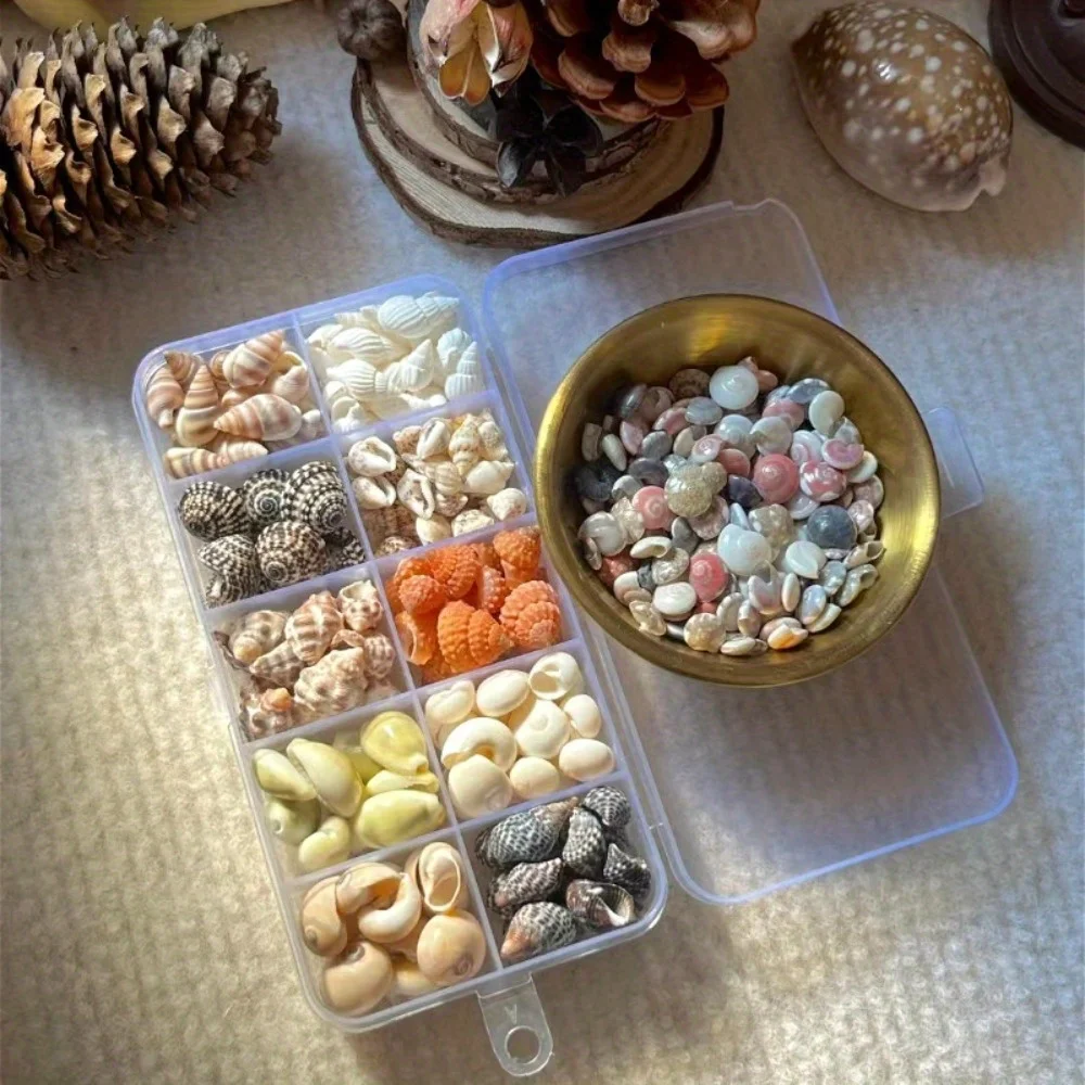 2 cajas de 11 variedades de colección de mini conchas de mar, especies mixtas para manualidades, joyería y decoración de acuario