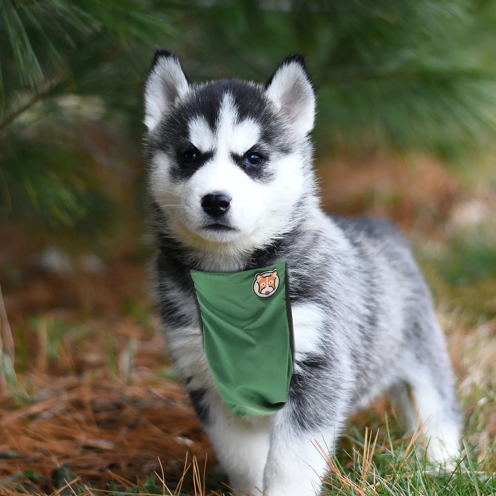 

Waterproof Pet Raincoat Lightweight Breathable Dog Coat with Adjustable Neck Hip for Small Medium Large Puppies Rain Gear