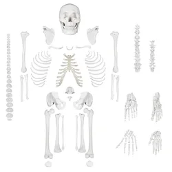 170CM Human.Skeleton Anatomy Model Removable Arms and Legs, Easy to Assemble Medical Classroom Supplies Teaching