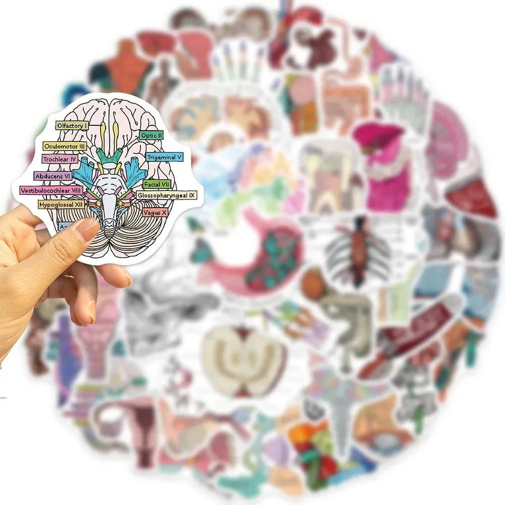 

10/30/50pcs Anatomy and Physiology The Body Structure Stickers Skeleton Decals Notebook Helmet Phone Medical Decoration Sticker