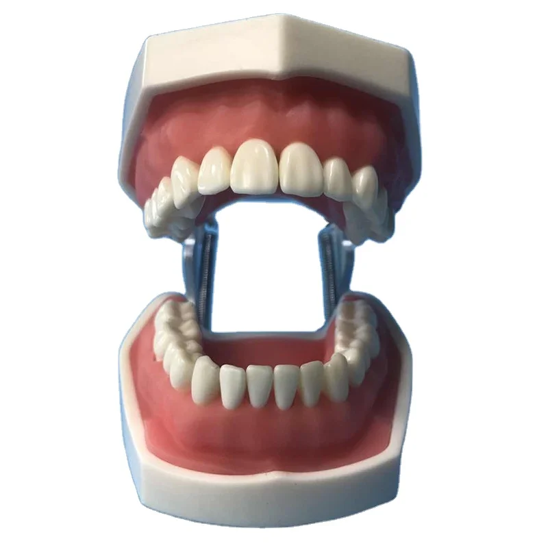 Dental Standard Teaching Model Dental Typodont Model Demonstration With Removable Teeth 200H Teeth Model