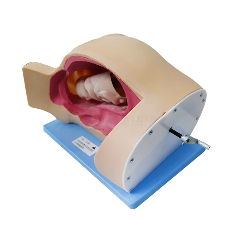 SY-N024 Neonate Childbirth Skill Training Simulator Medical Gynecology Training Equipment for Medical Teaching Practice
