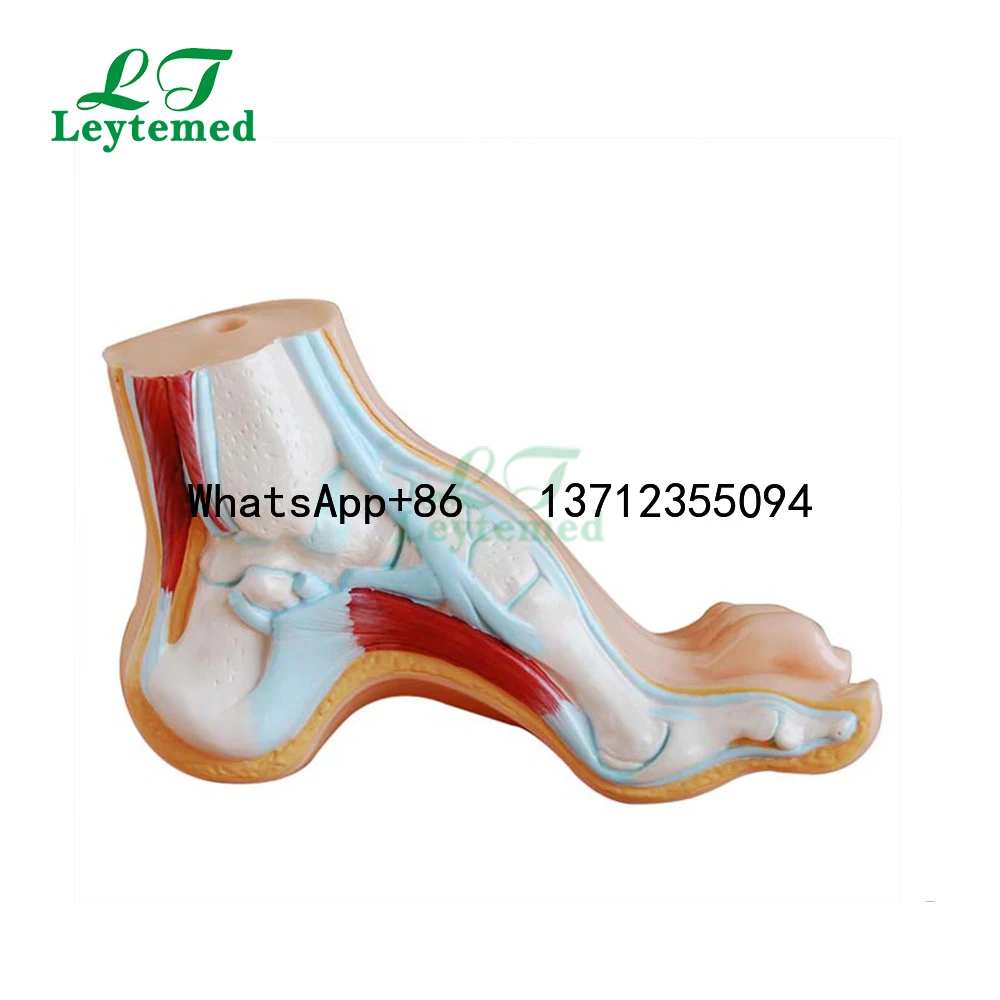 Ltm324c anatomische Modell menschliche Fuß bogen anatomie 3d Modell