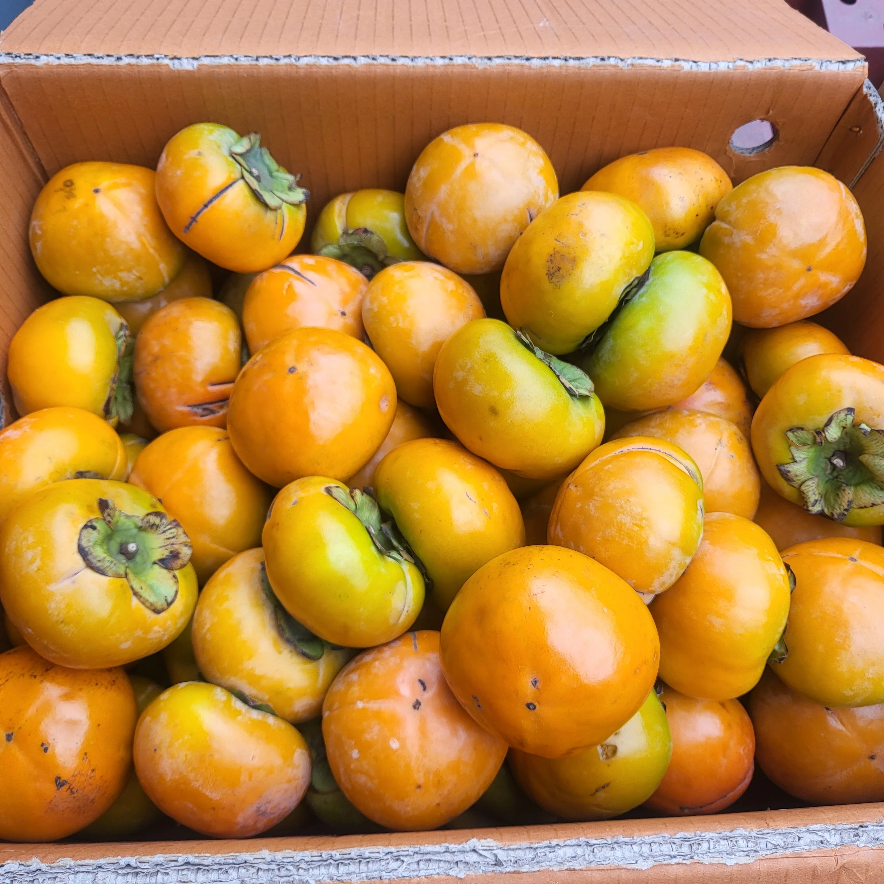 الفاكهة الموسمية الحلوة والمقرمشة للخريف/الشتاء، البرسيمون القبيح للاستخدام المنزلي [توزيع Shinheung]