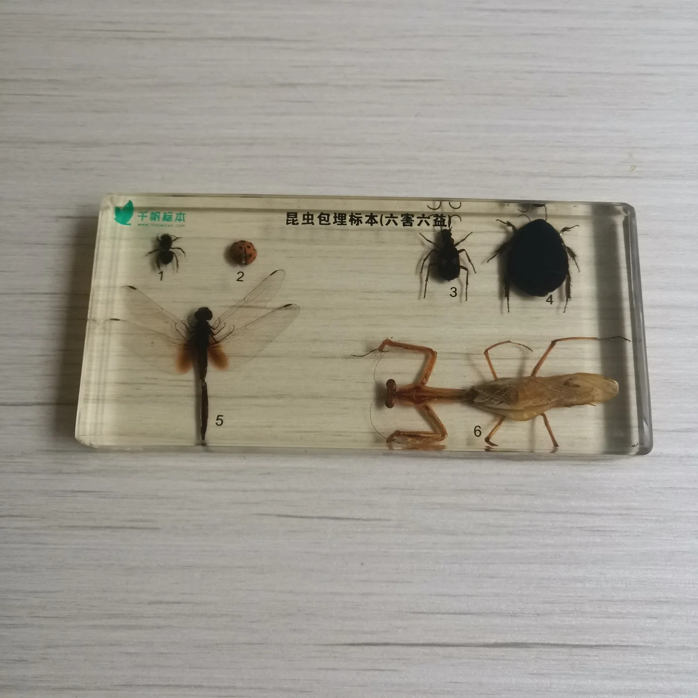 Real Insects Butterflies Starfish Shell Botany Specimens Transparent Resin Specimens Children Teaching Beach Decoration for Home