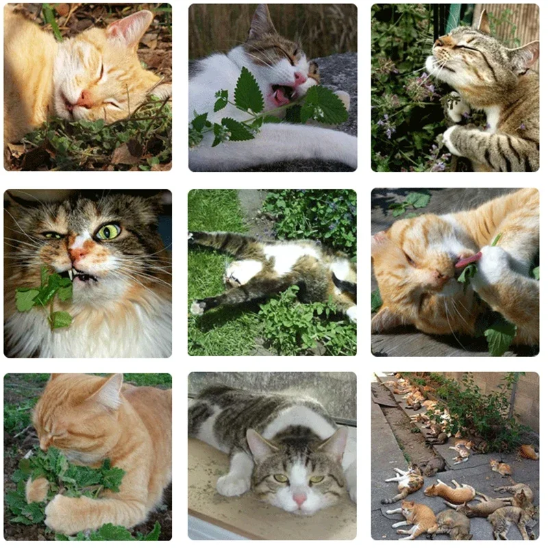20g Simply Catnip Natural Organic Premium Catnip 20g/bag Catmint Menthol Flavor Can Be Sprinkled on Toys and Catnip Toys
