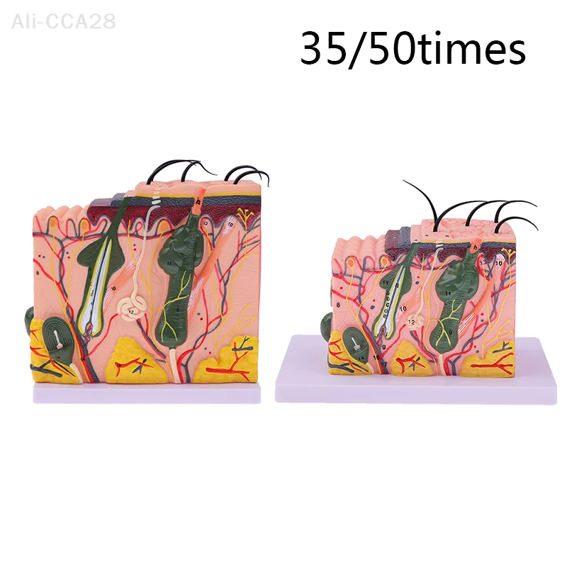 

35/50times Skin Model Human Anatomical Skin Hair Structure Enlarge Model Anatomy