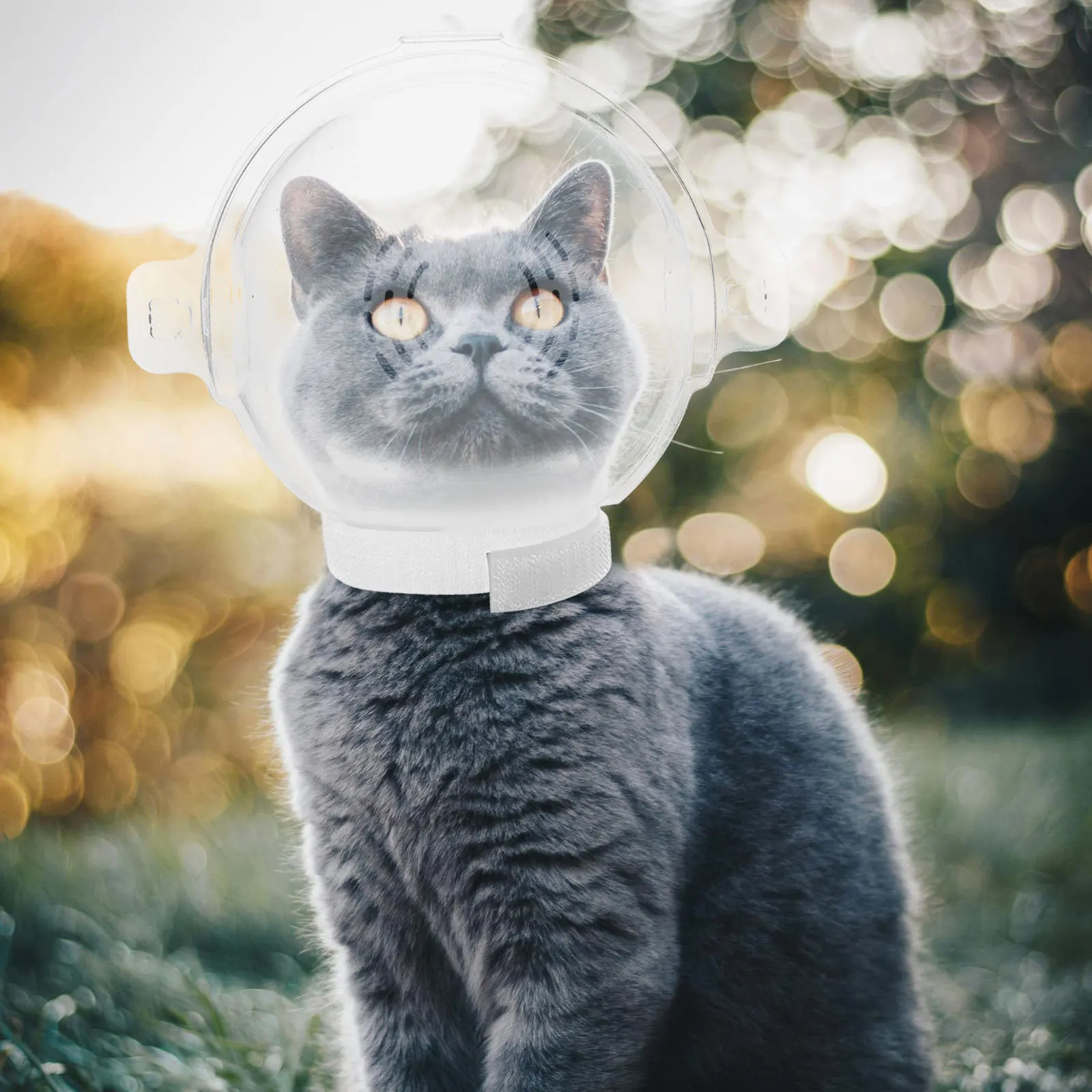 

Cat Anti Bite Transparent Lightweight Clear Hood Protective for Cat Surgery Recovery Kitten Hood