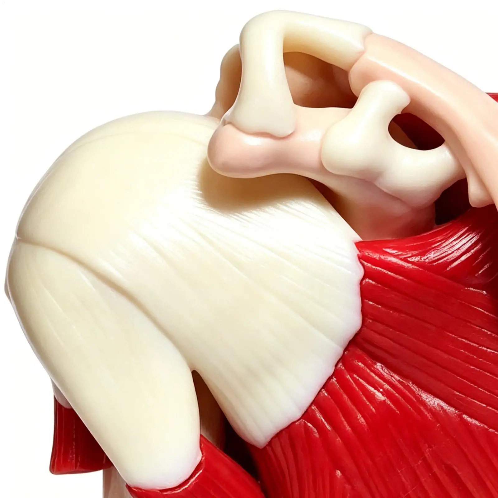 Human Anatomy Model PVC Anatomical Learning Aid Muscled Shoulder Joint Model For Doctor Teacher Men Women Boys Girls Youth Study