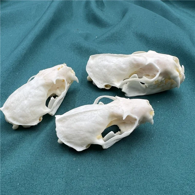 1/2/3/5/10 pcs Real mink skulls, fine animal specimens, skull gifts size 7CM - view 3