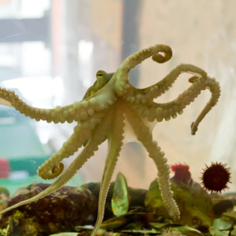 

RBR/C MN99SK Four-Wheel Drive 4WD Off-Road Climbing Car Upgrade KIT Version Turn Signal Remote Control RC Car Toys Model