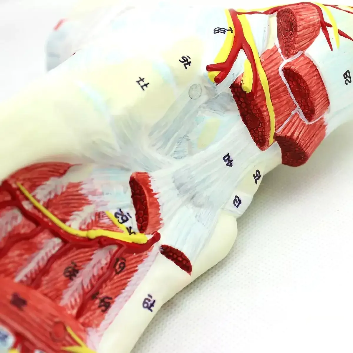 Modelos anatômicos médicos do modelo da anatomia do pé humano 9 partes do tamanho natural do PVC ensinando