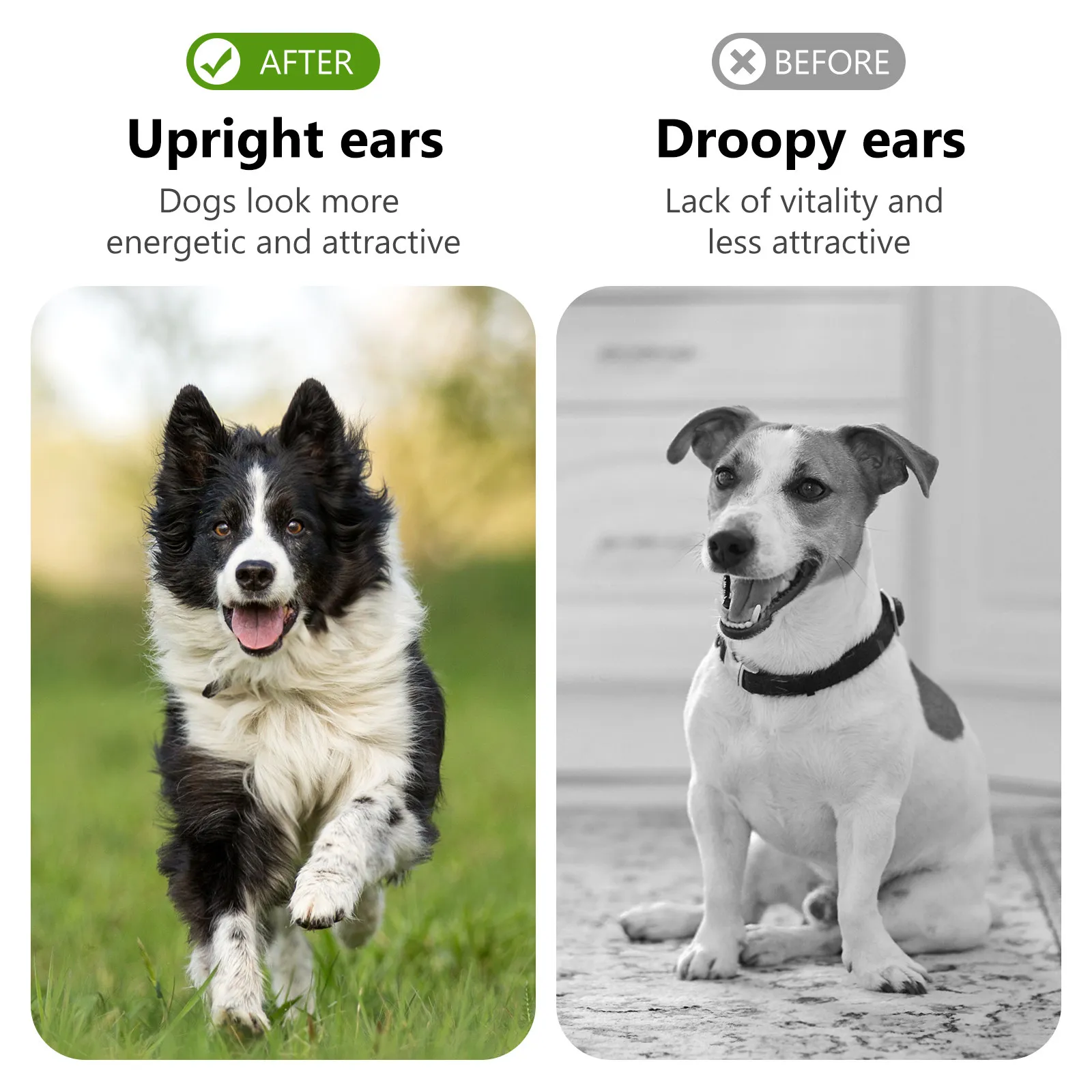 : Limpador de ouvidos para pets