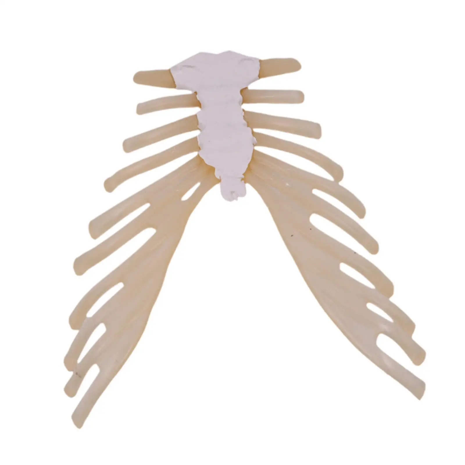 

Teaching Props Sternum Bone Demonstration Model Classroom Teaching for Teens