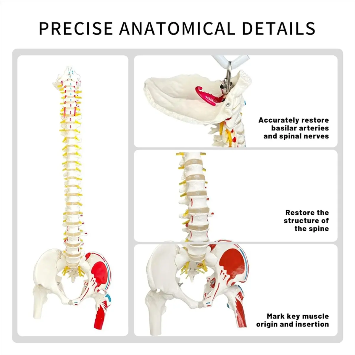 【~ NEW SPOR】Spine Model for Anatomy, Arteries, Lumbar Column,Pelvic Girdle Femur with Stand for Science Study or Patient Educati