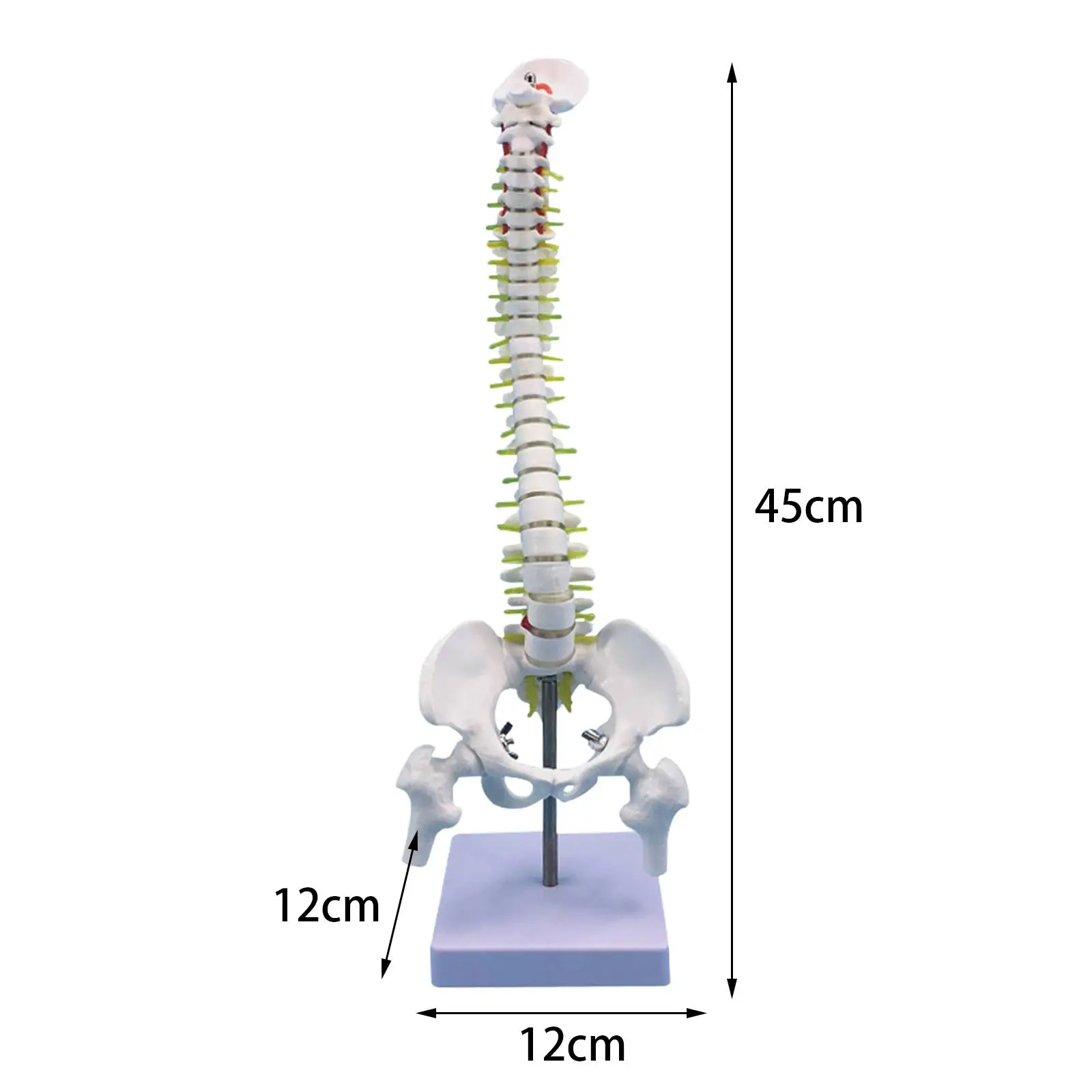 Human Spine Model Vertebral Column Model for Learning Teaching Science Study