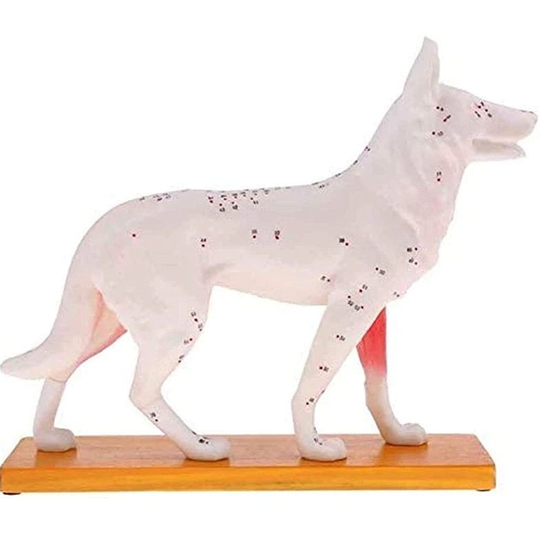 Modelo anatómico de perro para acupuntura, anatomía de acupuntura, modelo de punto del cuerpo del perro con 72 puntos de acupuntura, modelo de estudio