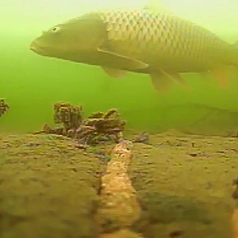 Imagem -06 - Câmera de Pesca em Tempo Real com Lente hd Estável e Fácil de Recuperar Gravação de Atividade de Peixes Compatível com a Maioria dos Telefones Ios