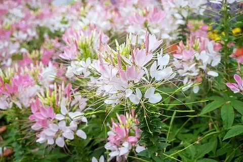 

4PCS 1.9'' Crawler Tires + Dual-Stage EVA Foam Inserts - for 1/10 RC Crawler TRX4/TRX6, Axial SCX10 GEN7/8 (90046) - Upgrade Kit