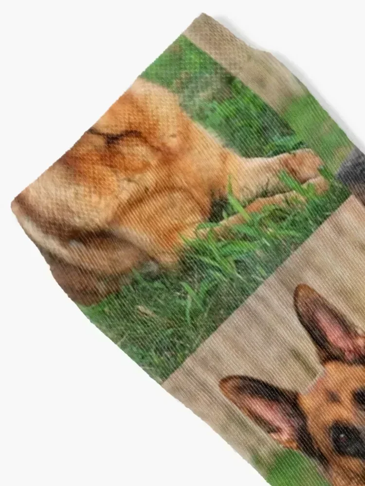 صورة كلب الراعي الألماني-فورست الجوارب الرجالية المجنونة هدية رجل الصبي الجوارب النسائية مجموعة هدايا الأزهار السيدات الجوارب الرجال #2