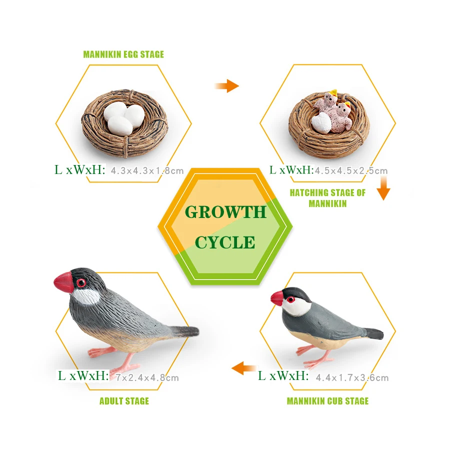 واقعية جافا سبارو روبن الببغاء الطوقان الطيور دورة نمو الحياة نموذج الشكل التعليمية ألعاب حيوانات الحلي لحديقة الجنية #5